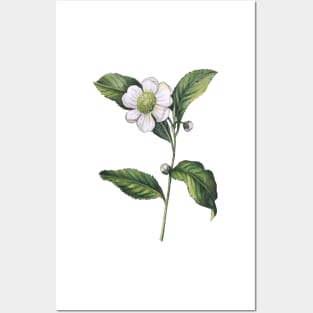 Watercolor Camellia Chinese Tea Posters and Art